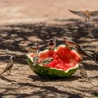 hungrige Vögel Namibia, Sossusvlei