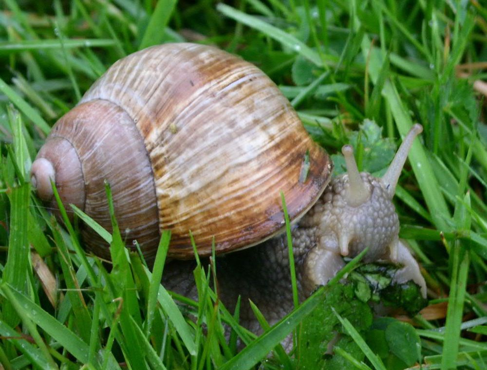 Hungrige Weinbergschnecke