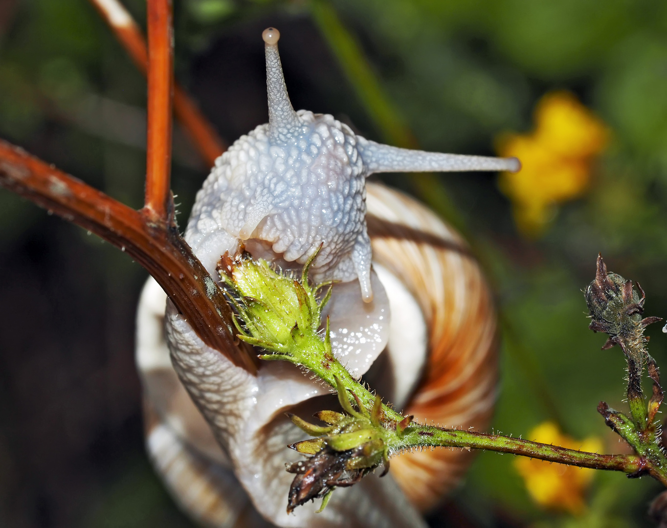 Hungrige Weinbergschnecke (Helix pomatia): Ein Portrait. - Escargot de Bourgogne affamé!