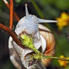 Hungrige Weinbergschnecke (Helix pomatia): Ein Portrait. - Escargot de Bourgogne affamé!