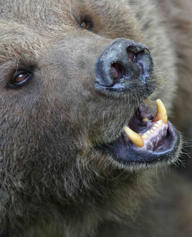 Hungriger Bär