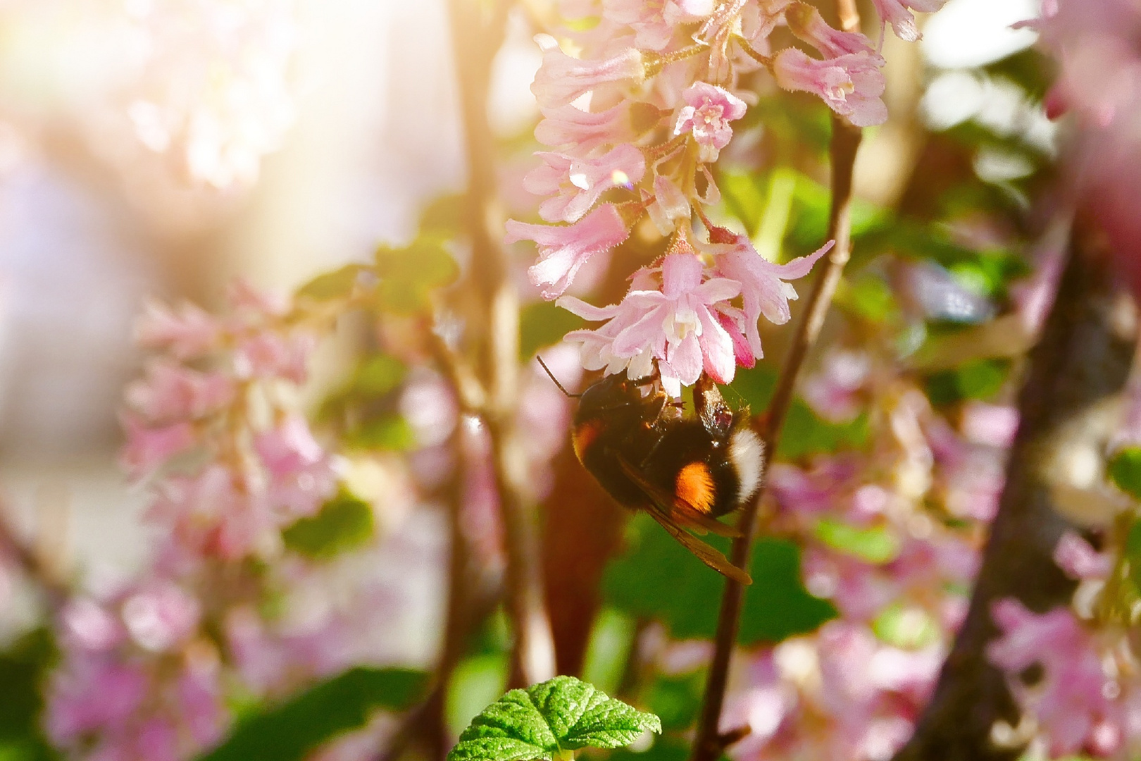 hungriger Bombus