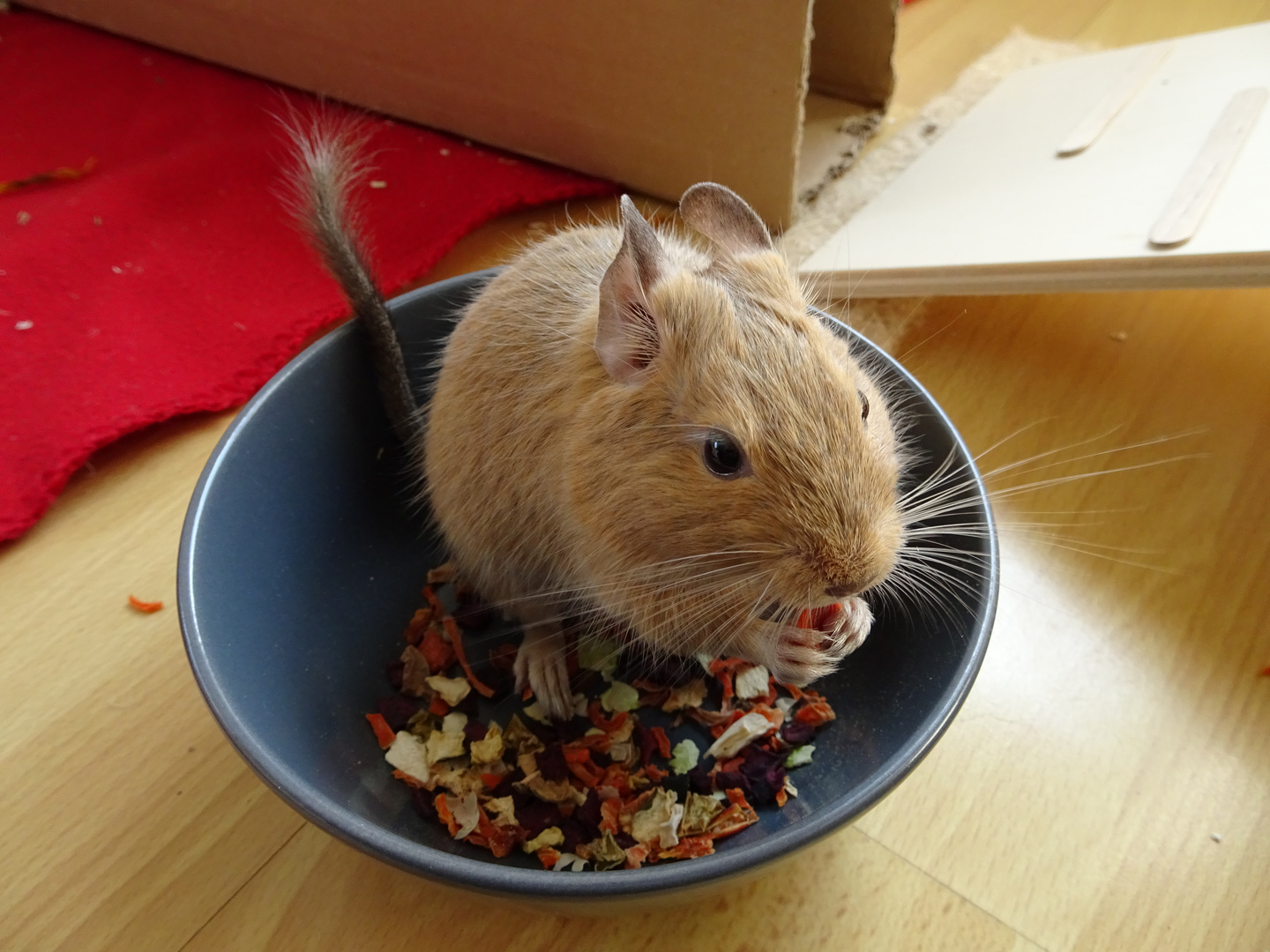 Hungriger Degu