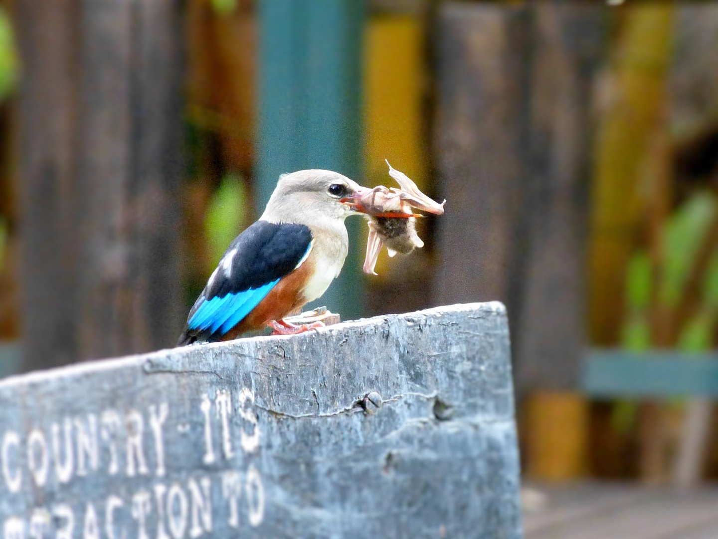 hungriger Eisvogel mit Fledermaus im Schnabel