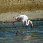 Hungriger Flamingo