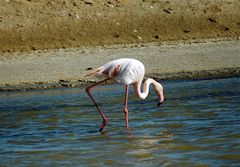 Hungriger Flamingo