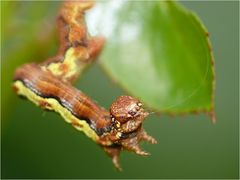 Hungriger Gast im Rosenstrauch