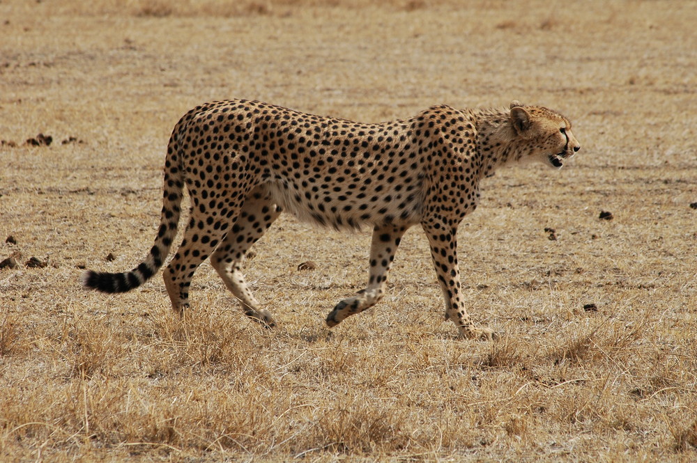 Hungriger Gepard