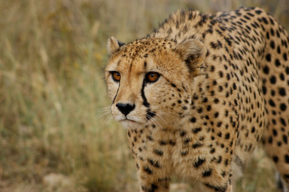 hungriger Gepard von Herr Zenswunsch 