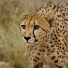 hungriger Gepard