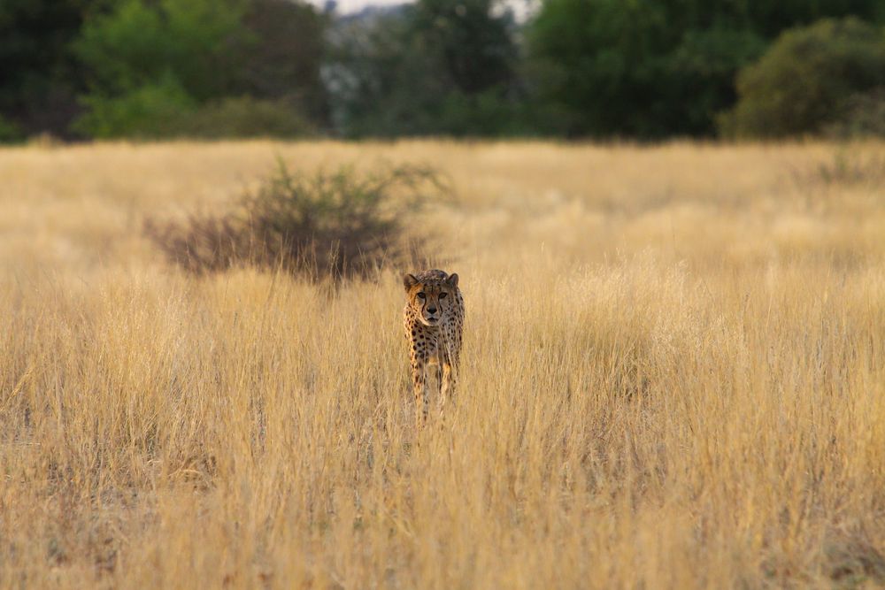 Hungriger Gepard