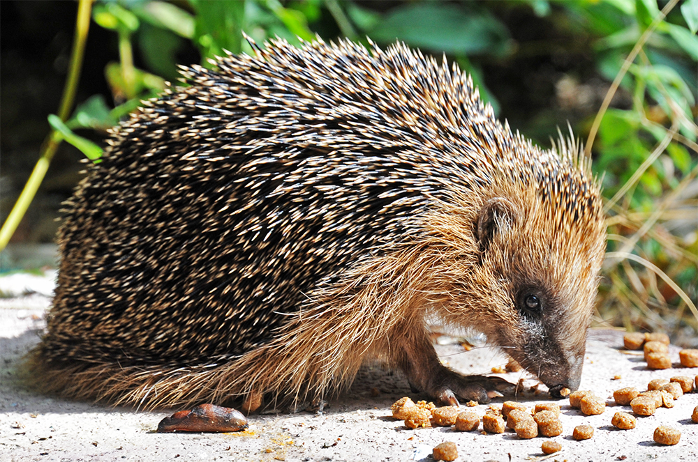 Hungriger Igel