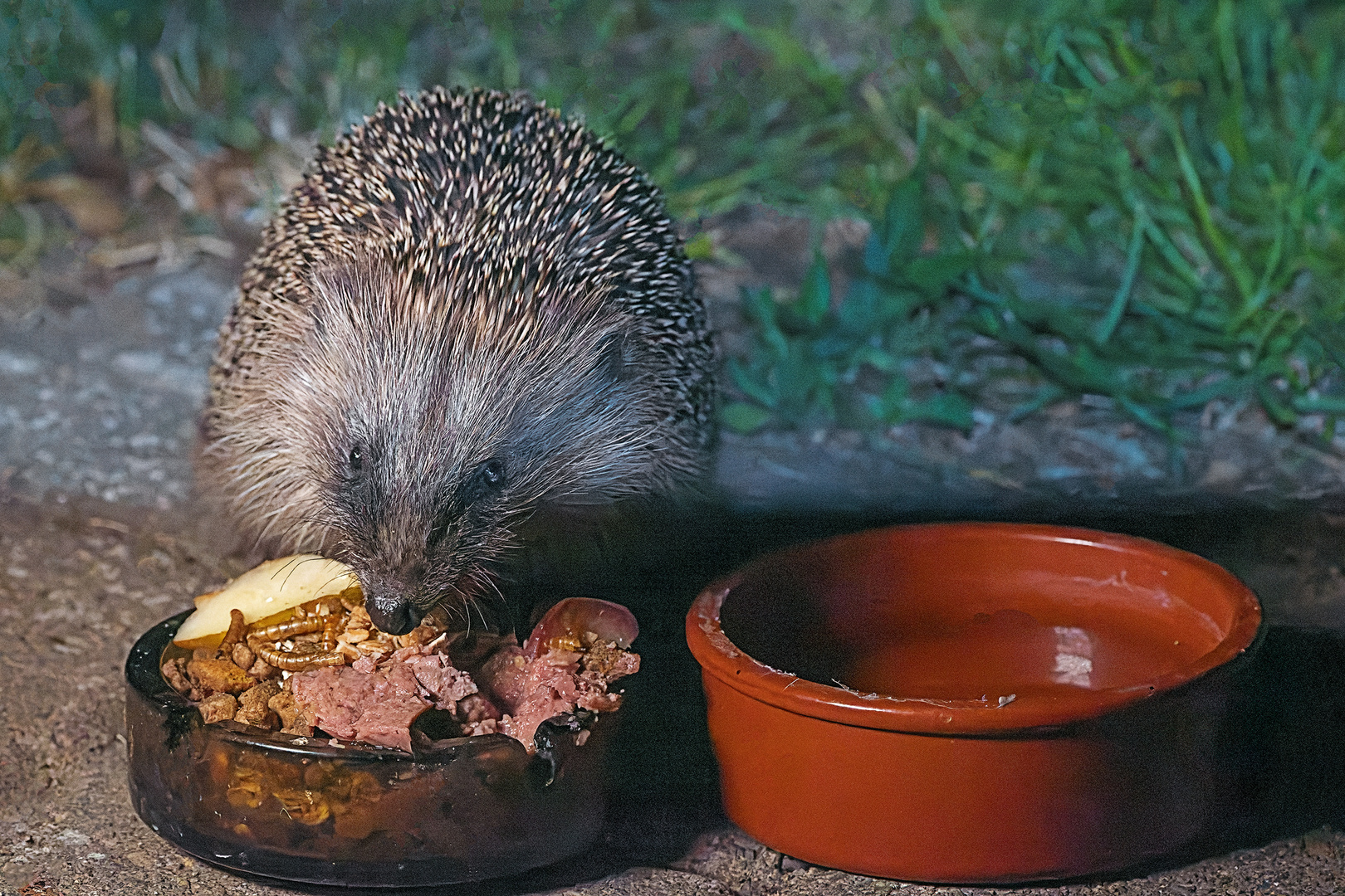 Hungriger Igel