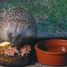 Hungriger Igel