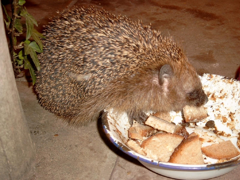 Hungriger Igel