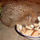 Hungriger Igel