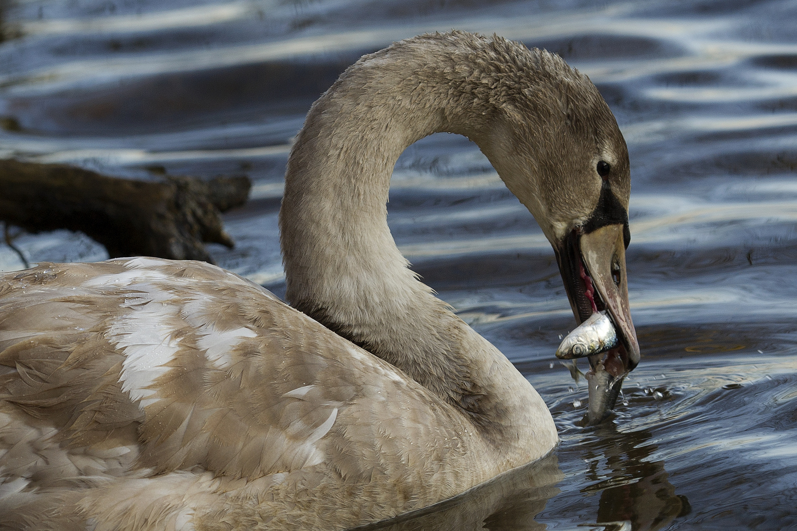 Hungriger Jungschwan....