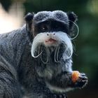 Hungriger Kaiserschurrbart Tamarin