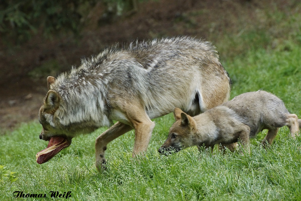 Hungriger kleiner Wolf