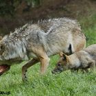 Hungriger kleiner Wolf