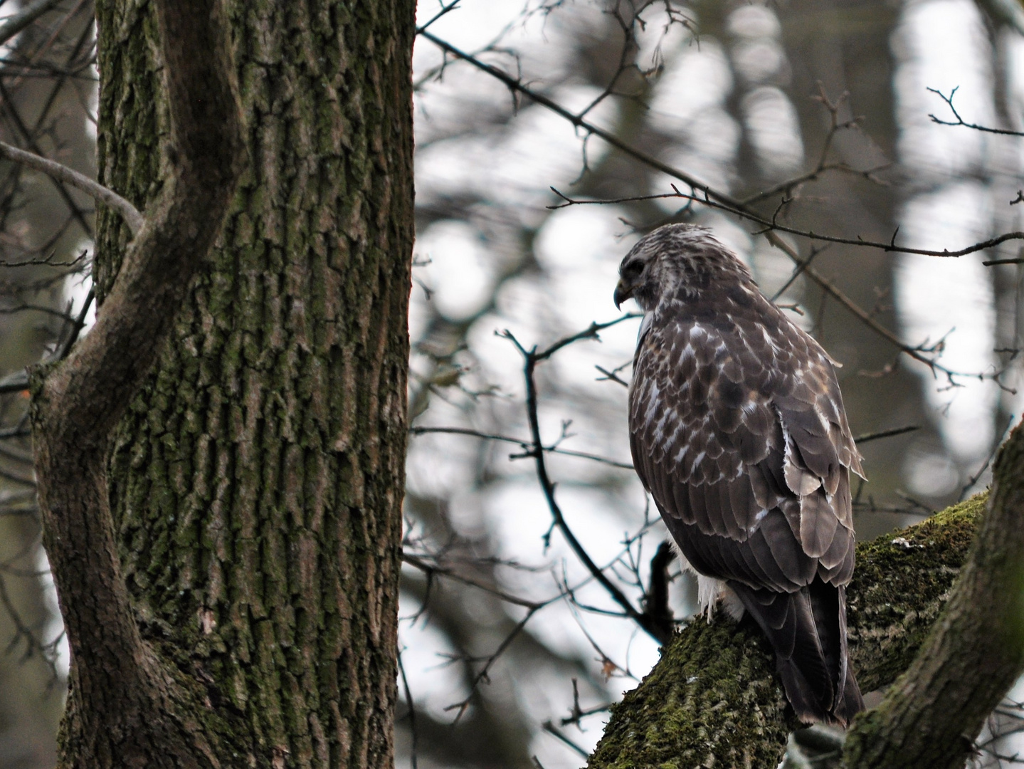 Hungriger Mäusebussard im Schlosspark 