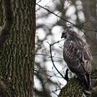 Hungriger Mäusebussard im Schlosspark 