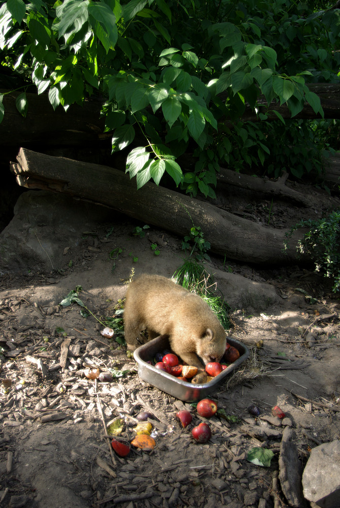 Hungriger Nasenbär