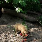 Hungriger Nasenbär