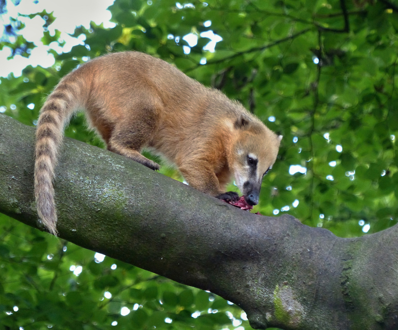 hungriger Nasenbär