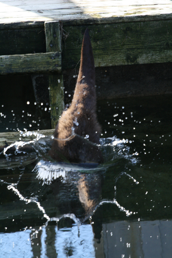 hungriger Otter