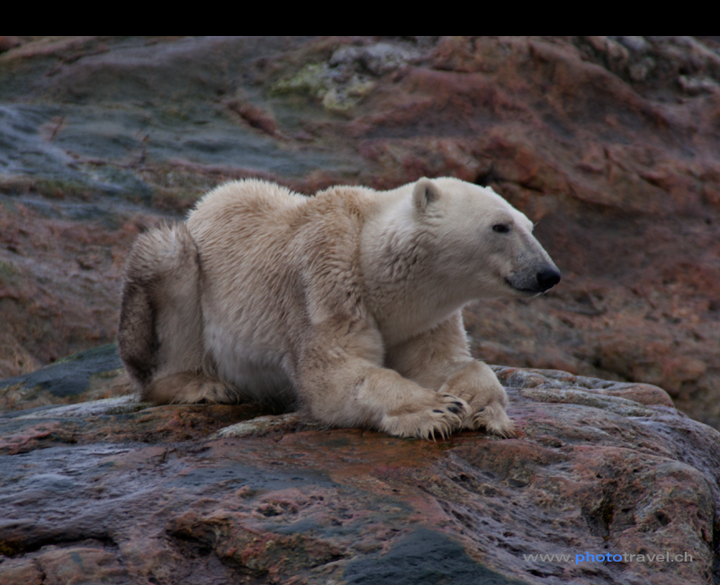 hungriger polarbär