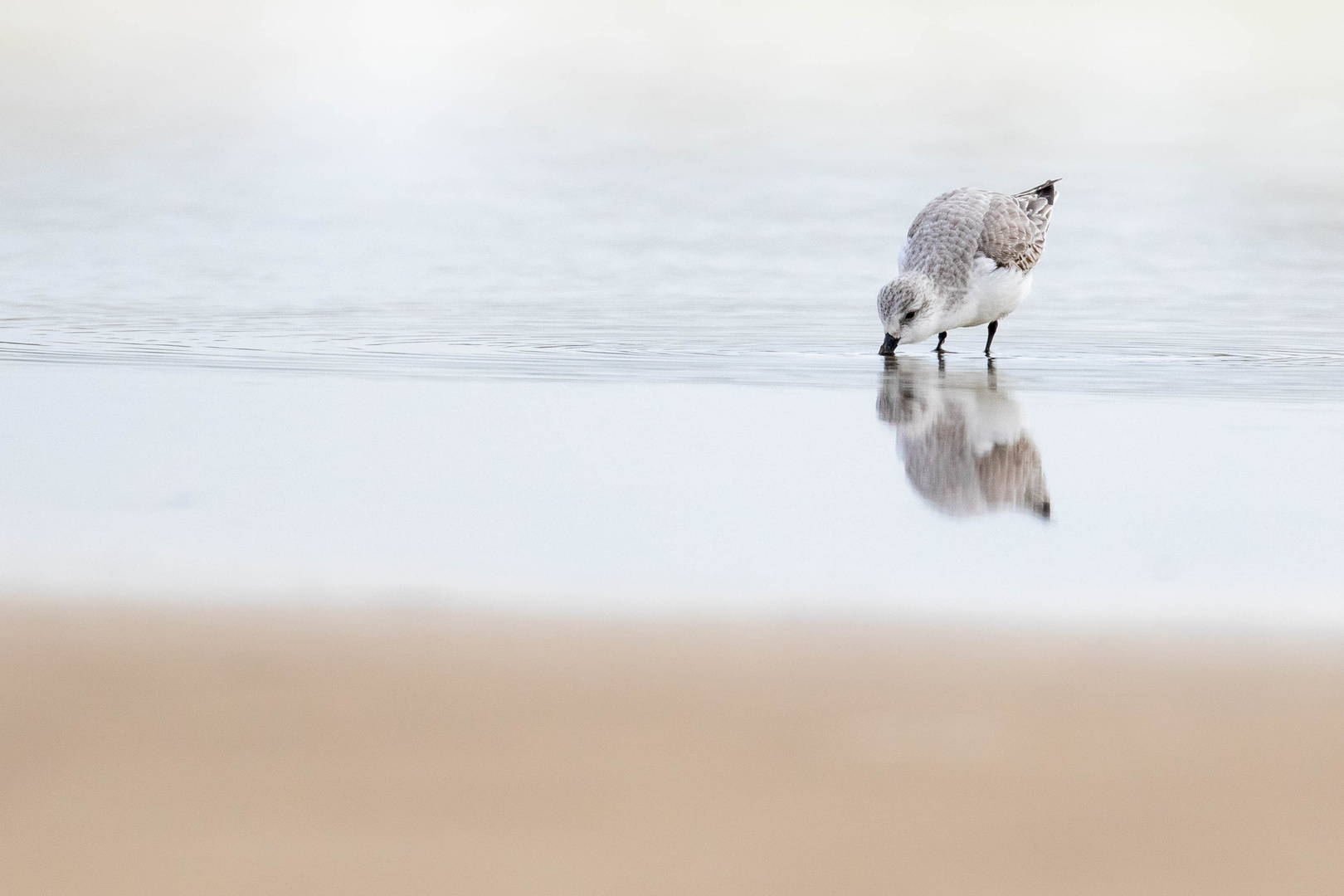 Hungriger Sanderling