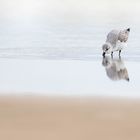 Hungriger Sanderling