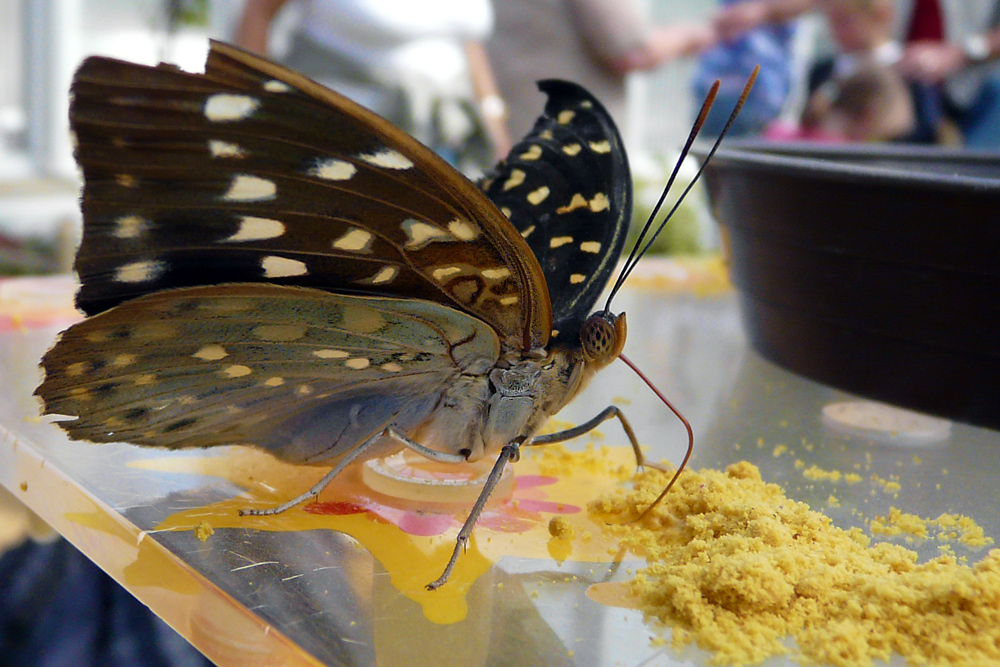 hungriger Schmetterling