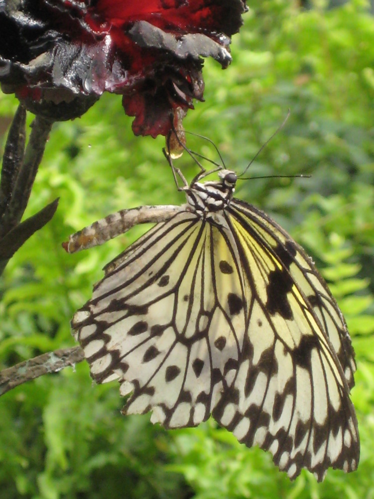 Hungriger Schmetterling