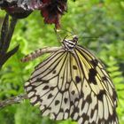 Hungriger Schmetterling