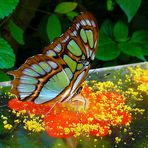 hungriger Schmetterling