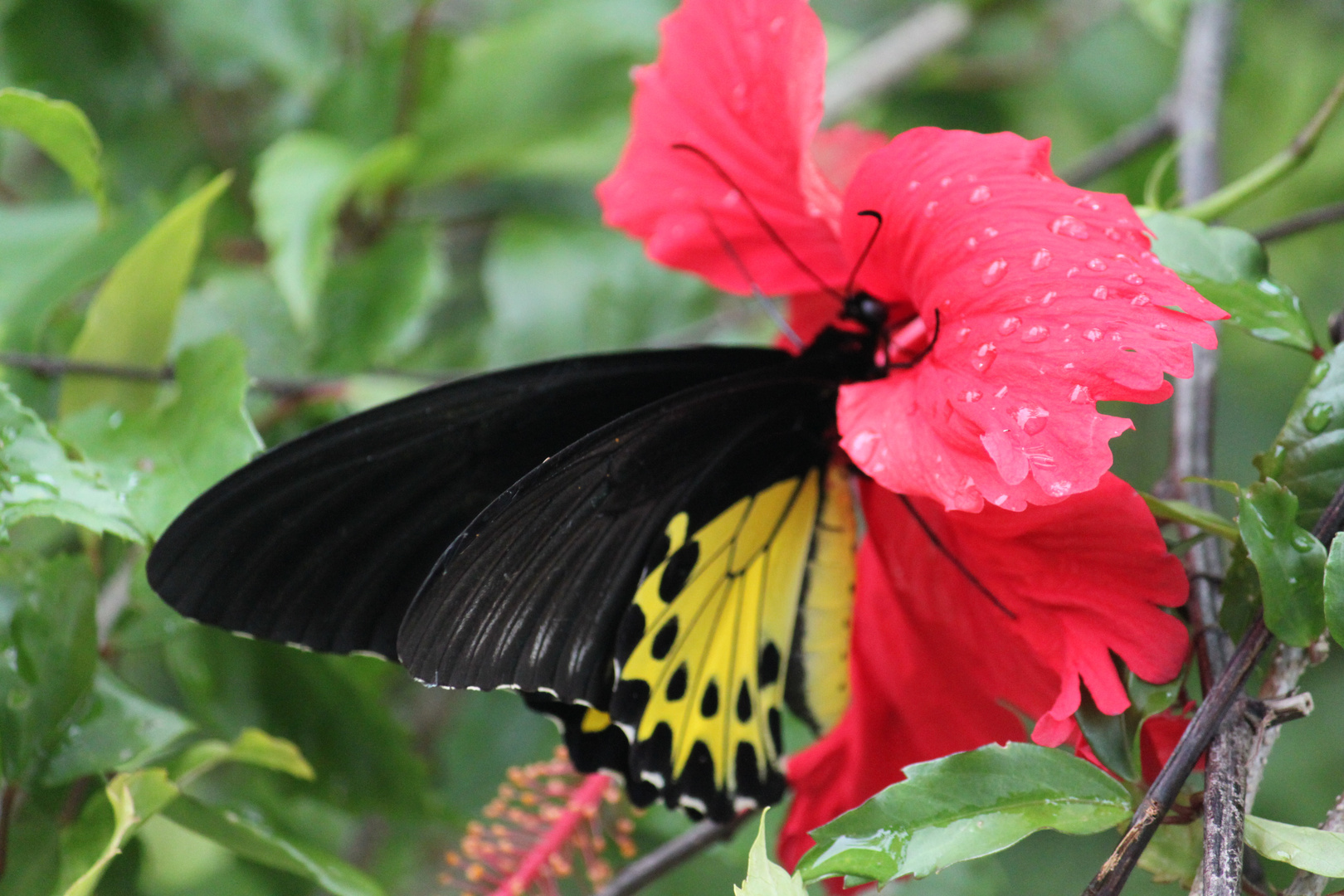 Hungriger Schmetterling