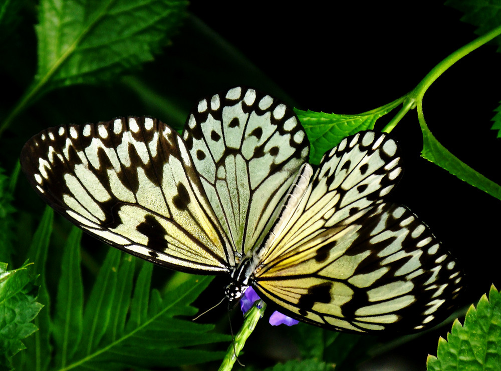 hungriger Schmetterling