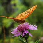 Hungriger Schmetterling