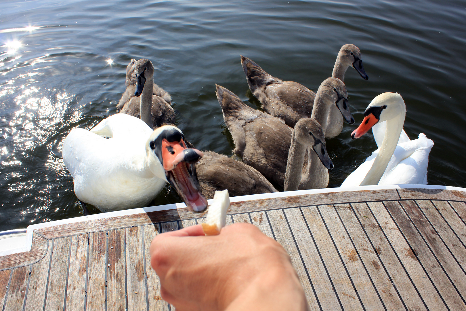 hungriger Schwan