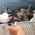 hungriger Schwan