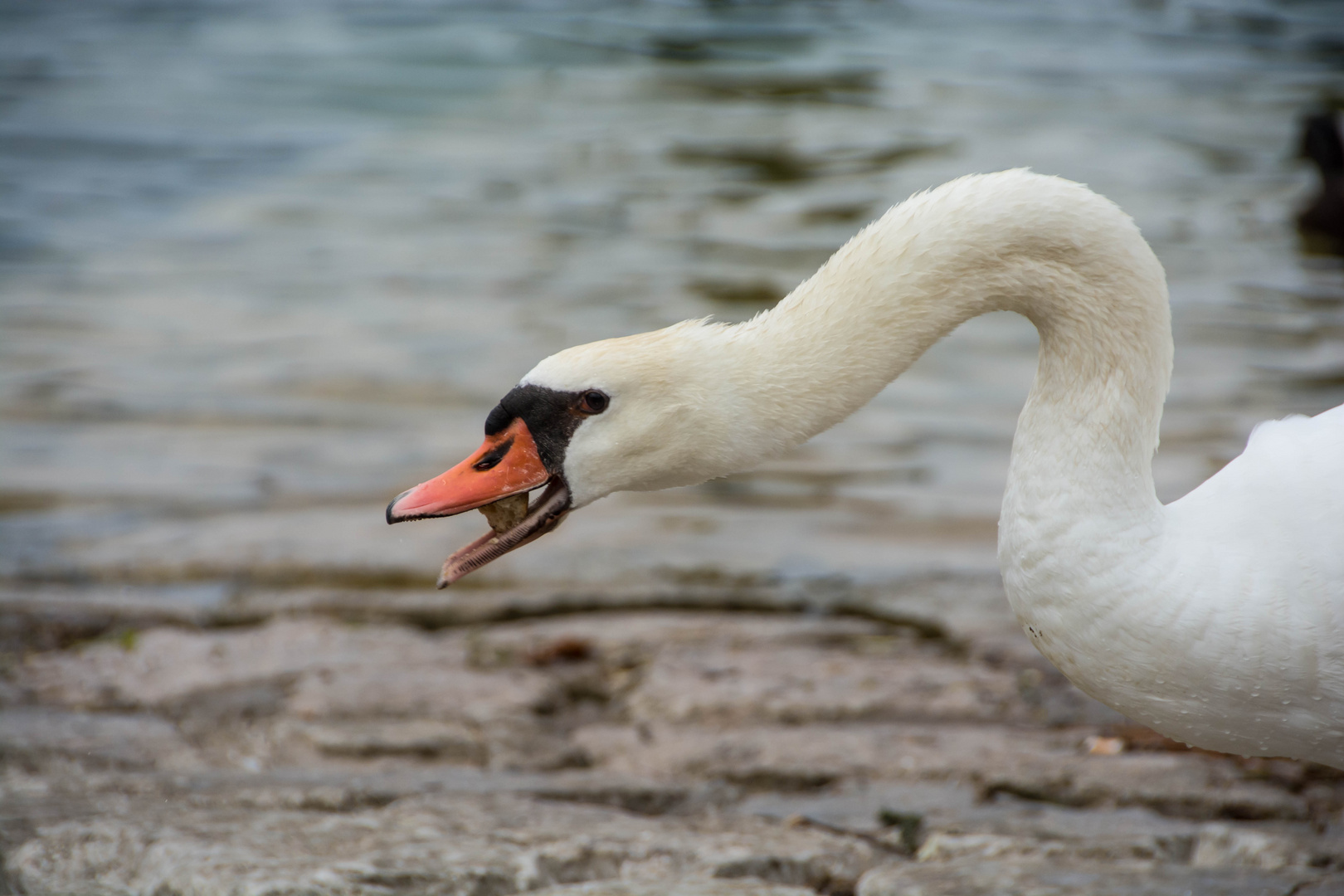 hungriger Schwan 