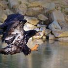 Hungriger Seeadler