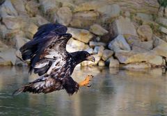 Hungriger Seeadler