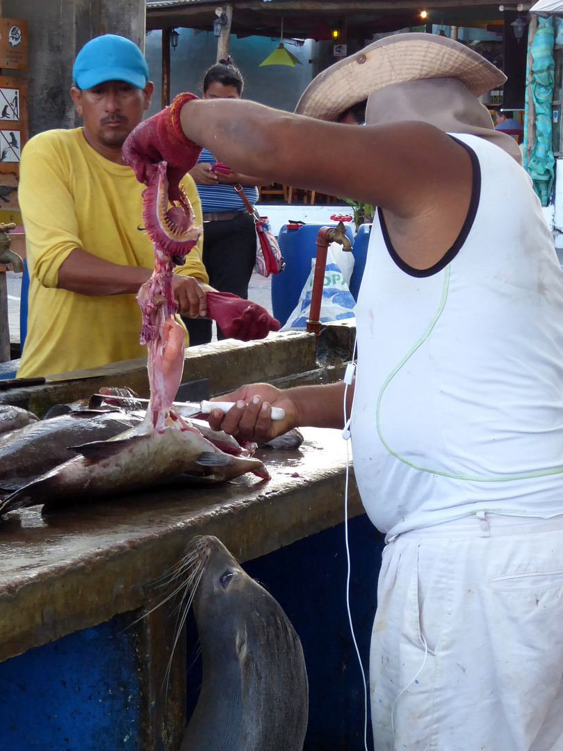 Hungriger Seelöwe auf Fischmarkt