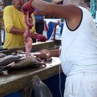Hungriger Seelöwe auf Fischmarkt