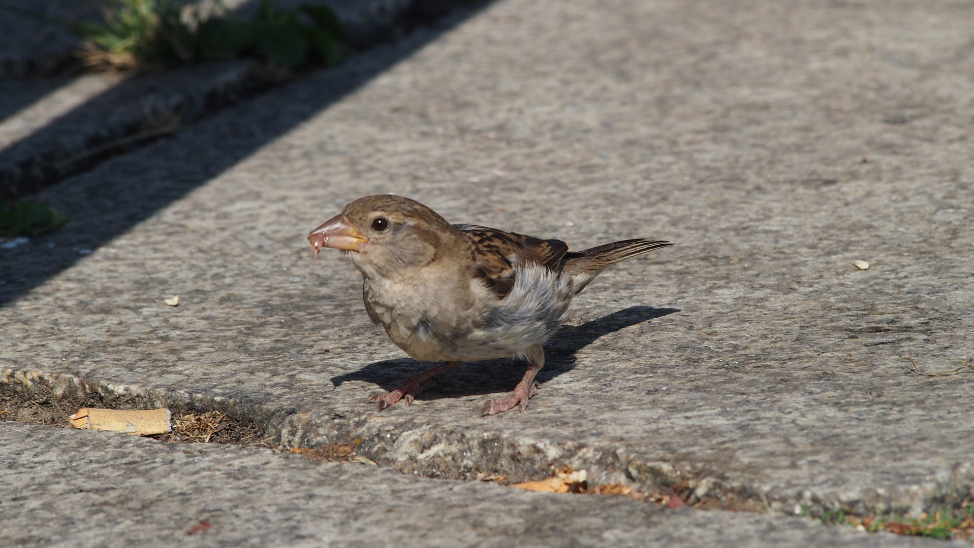 Hungriger Spatz (Sperling)