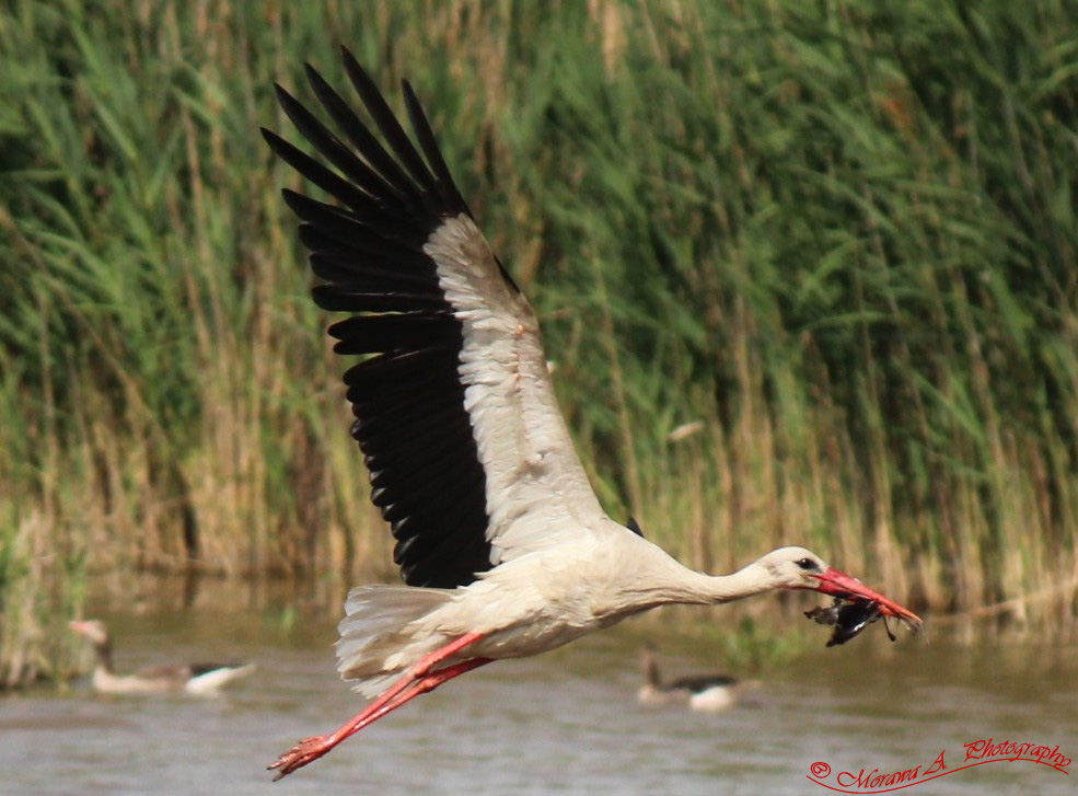 hungriger Storch