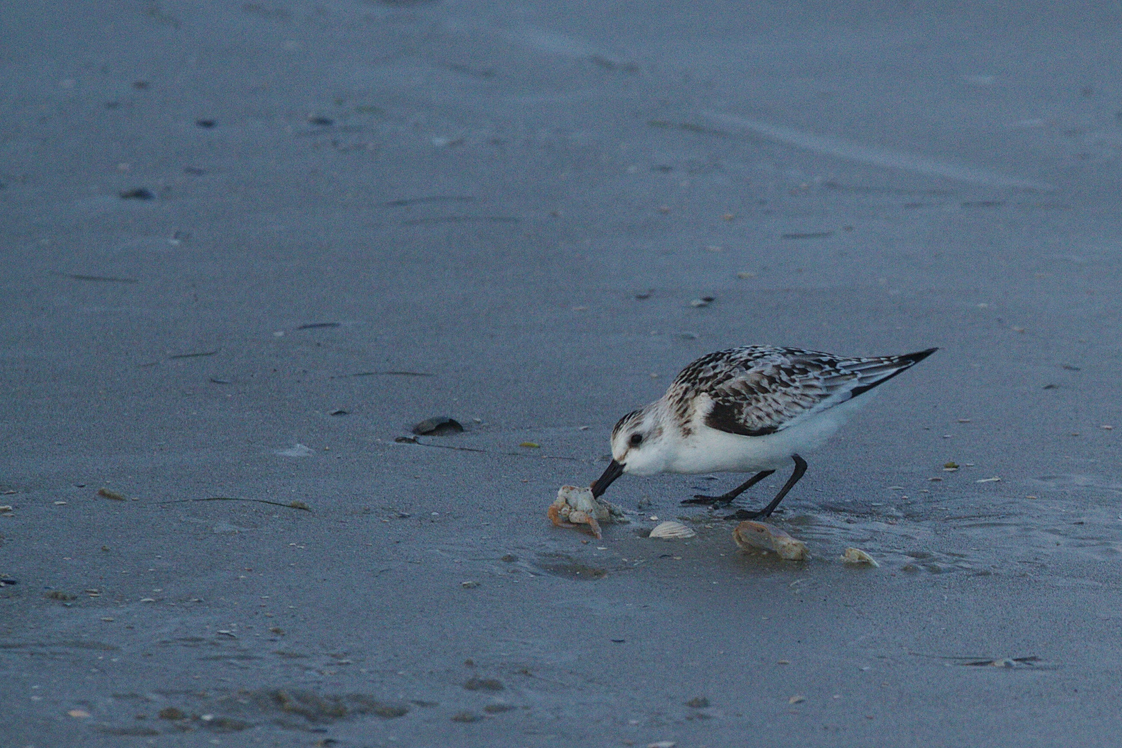 hungriger Strandläufer